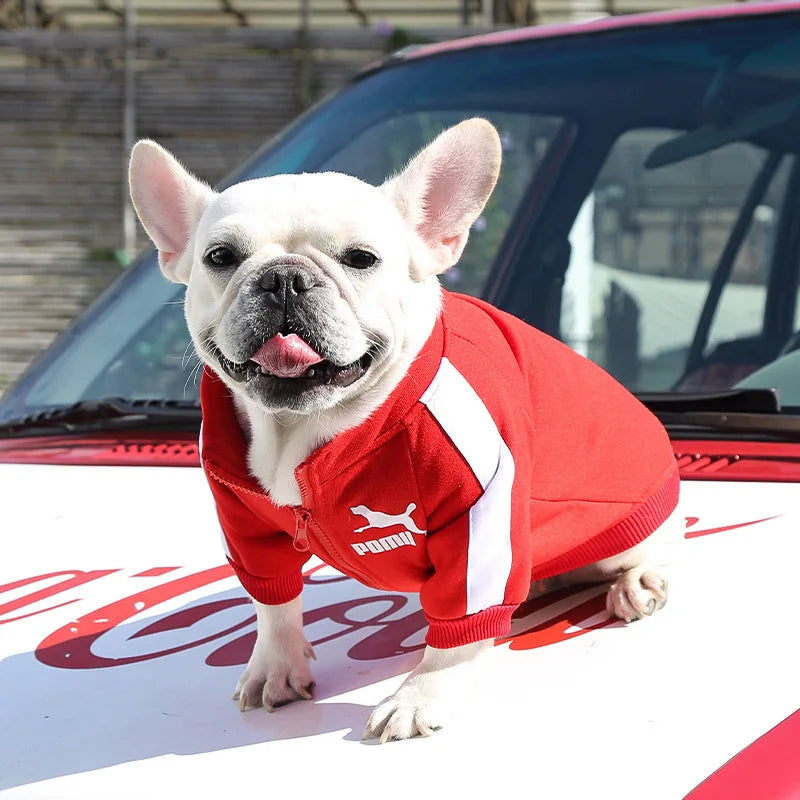 Jaqueta de Inverno para Cães